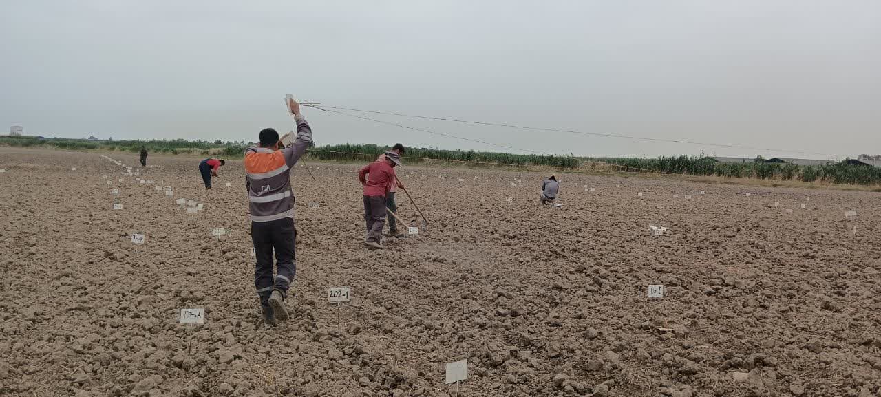 عملیات کشت  طرحهای بهاره 1403
